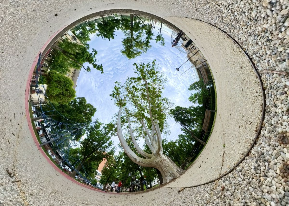fa, Szeged, platán