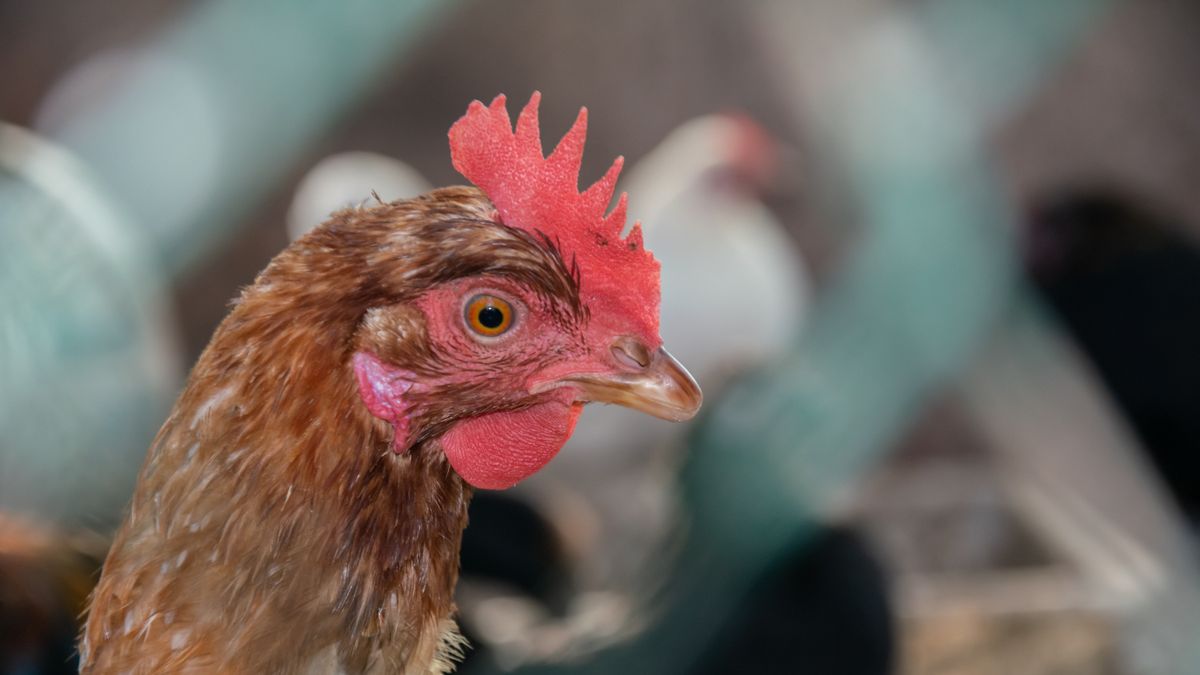 Támogatással harcol a madárinfluenza ellen az Agrárminisztérium