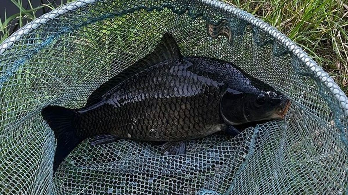 Azt hitte káprázik a szeme, ritkaság akadt a horgára a szegedi horgásznak
