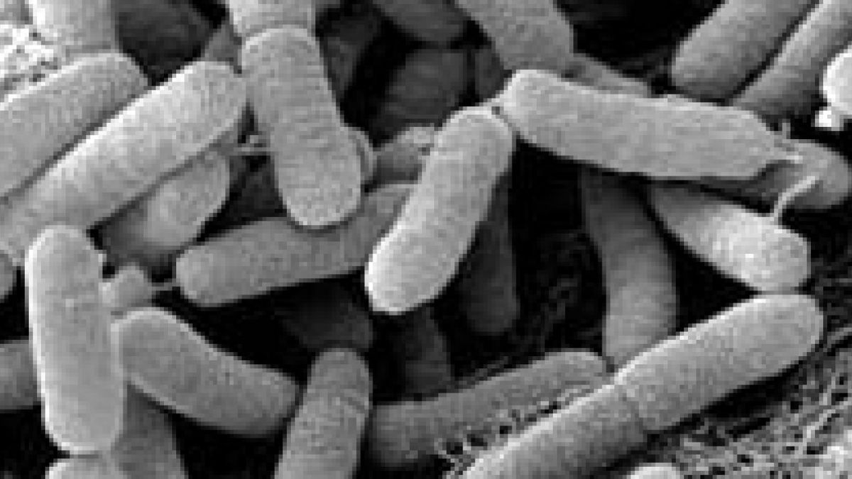 Tünetmentes, mégis halálos: így terjedhet el a Xylella Magyarországon