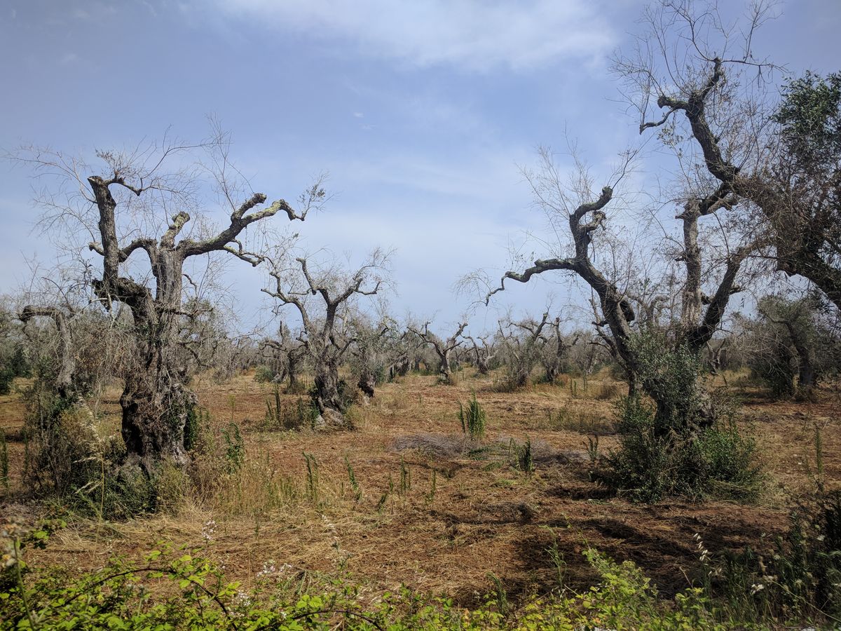 A Xylella fastidiosa komoly veszélyt jelent az olyan mediterrán növényekre, mint az olajfa, a leander és a levendula – ezek behozatala a magyar kertekre is végzetes lehet.