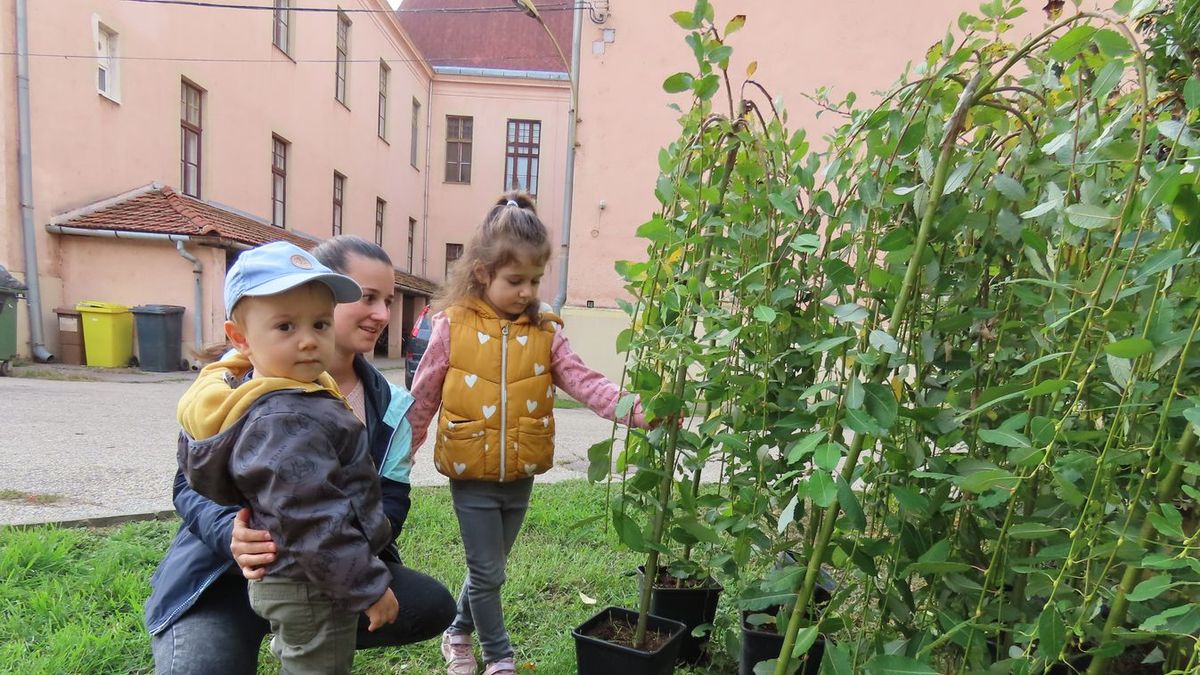 Szívhez szóló hagyomány egy alföldi faluban: gyümölcsfát kapnak az újszülöttek