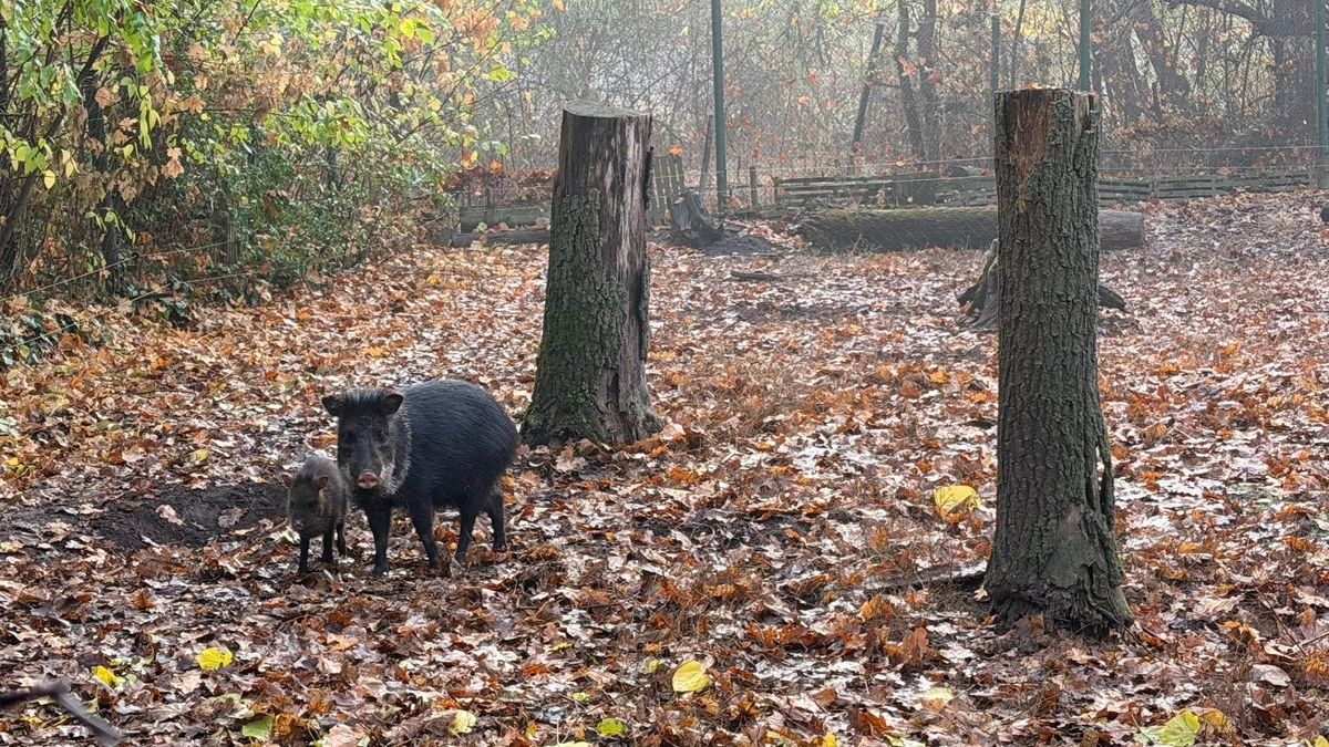 Négyen indultak, de öten érkeztek meg: valódi csodamalac született a Szegedi Vadasparkban