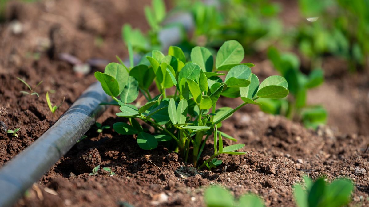 Egyre nagyobb bajban ez a növény, világszerte próbálják megmenteni a kipusztulástól