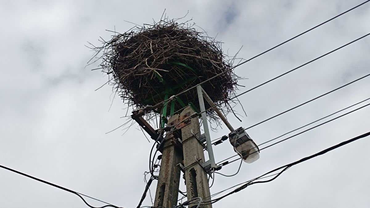 Nemrég a Kárász utcán is sétált egy – kell-e aggódni, ha itthon marad a gólya?