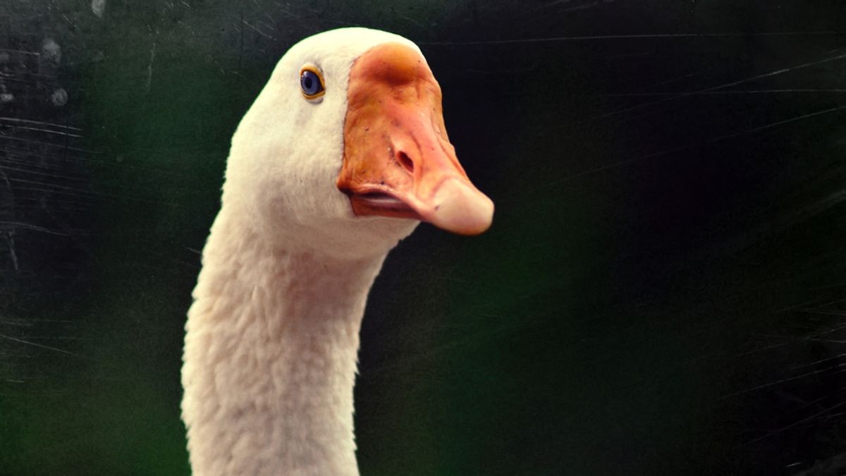 Egy falat libasült, egy marék emlék: ezért nem múlik el soha a Márton-nap varázsa