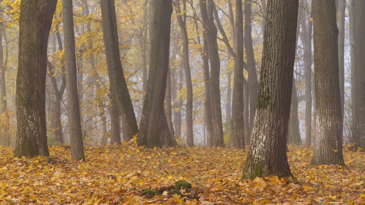 Szeged holnapi időjárása: vajon mikor szabadulunk a ködből?