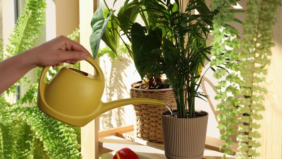 Ezek a növények télen sem okoznak csalódást