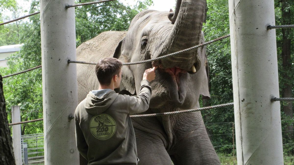 Ritka álláslehetőség nyílt: sokak álommunkájára keresnek embert