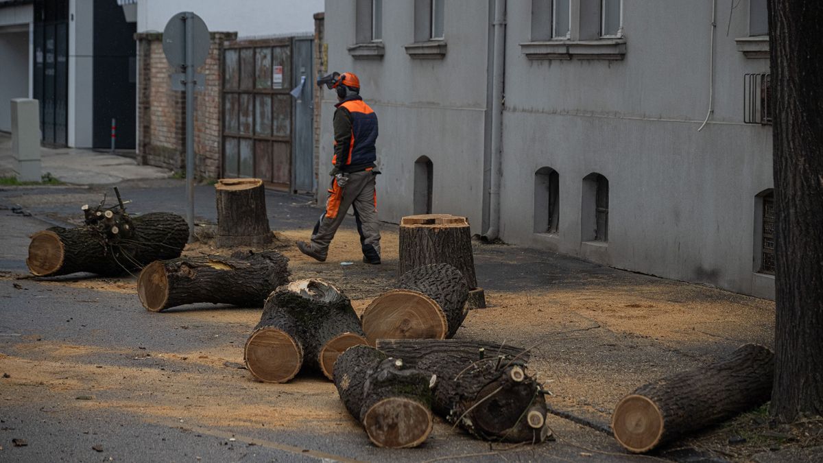 Ismét zúgnak a láncfűrészek Szeged belvárosában: újabb ikonikus fasor tűnik el