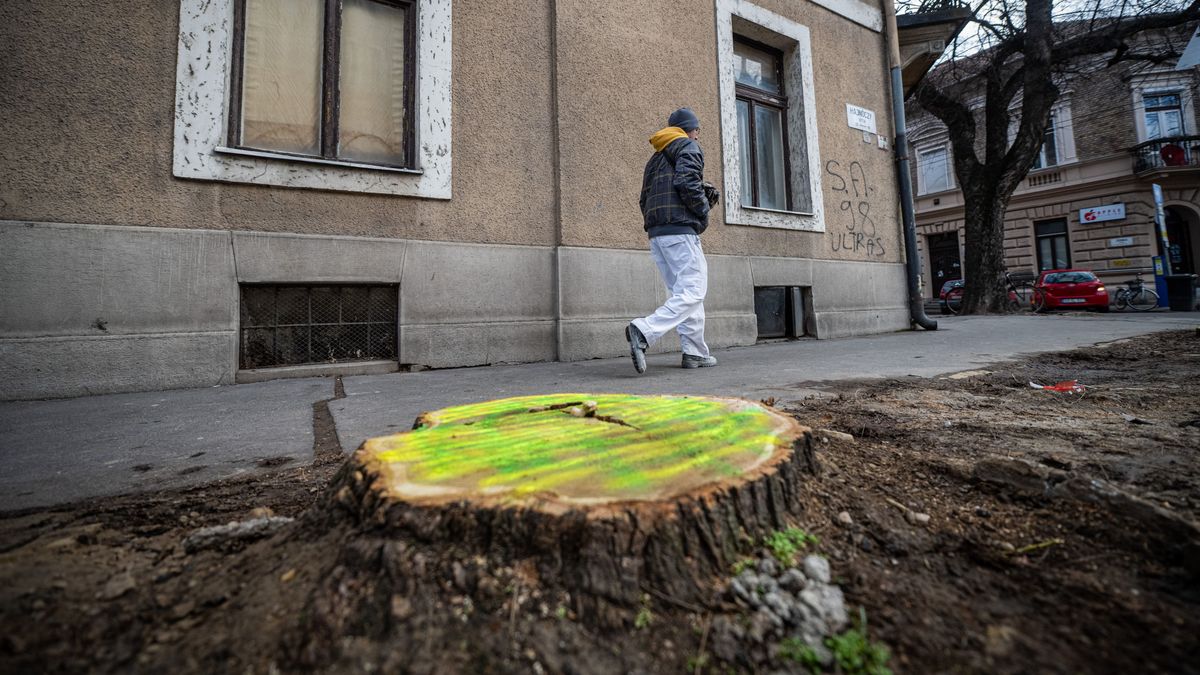 Három napig zúgtak a láncfűrészek: mára csak a csonkok maradtak a Hajnóczy utcában