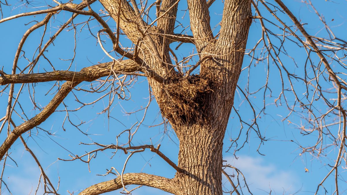 Télen sem maradt üres a palotai fészek: meglepő vendég foglalta el
