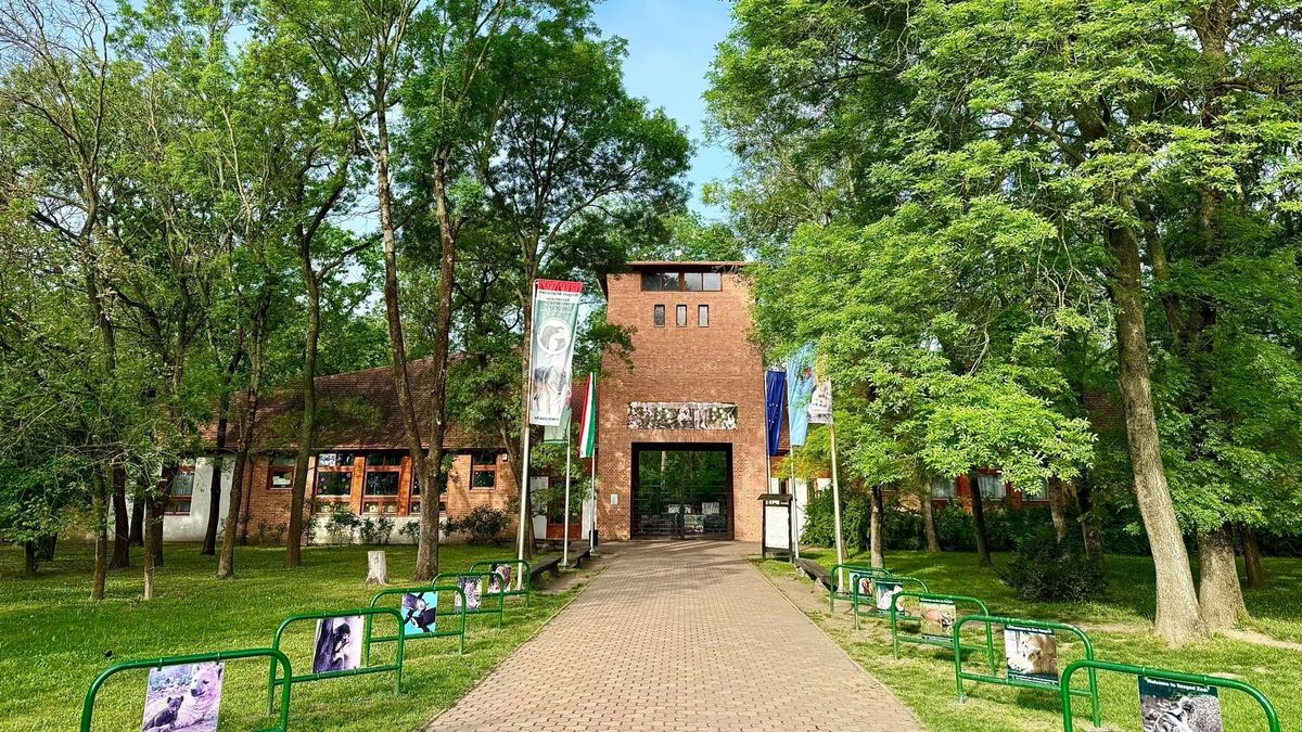 Ő már legenda: Picúr 15. születésnapját ünnepli a Vadaspark – videóval