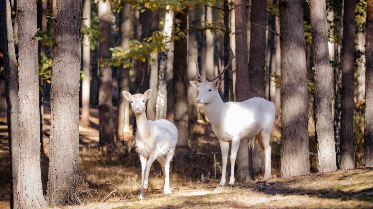 Nem egy, hanem több? Fehér szarvasok bukkannak fel országszerte