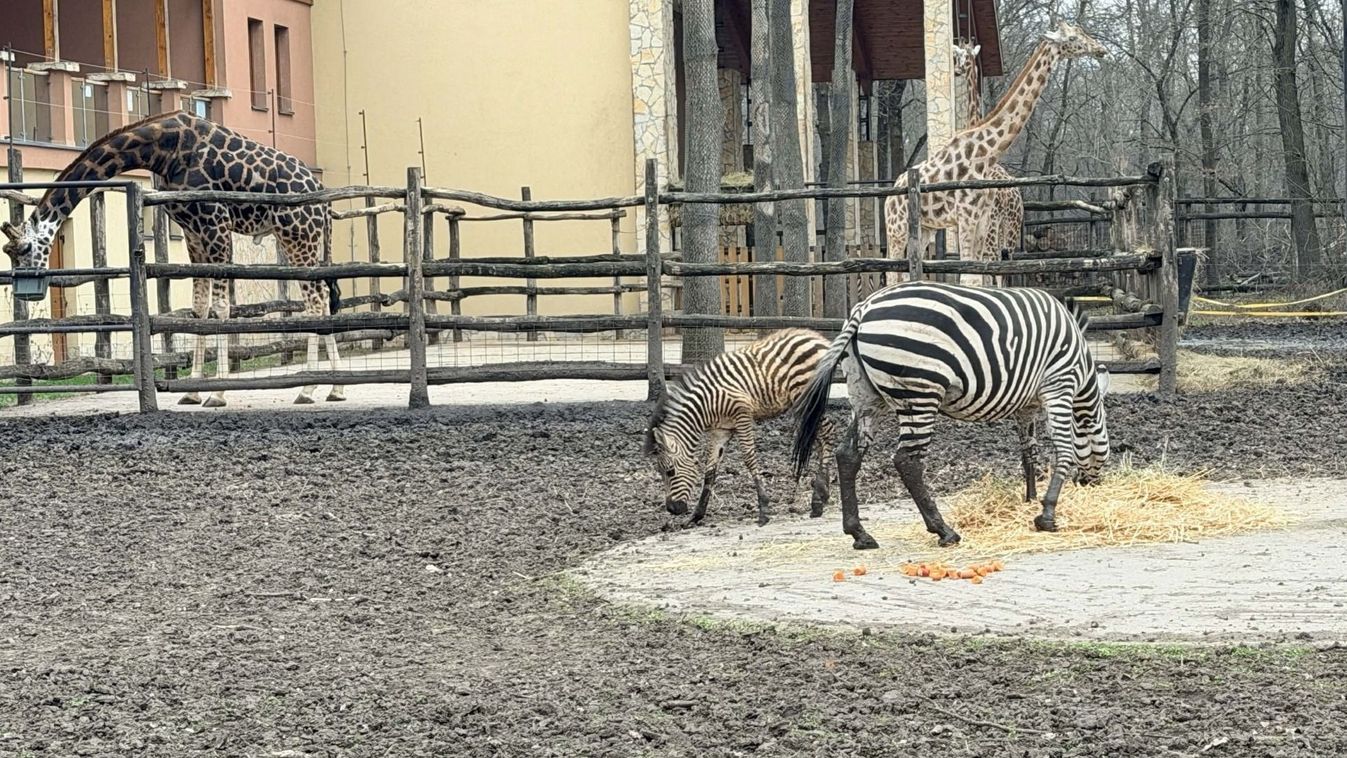 Megszületett a Szegedi Vadaspark legújabb sztárja Kép