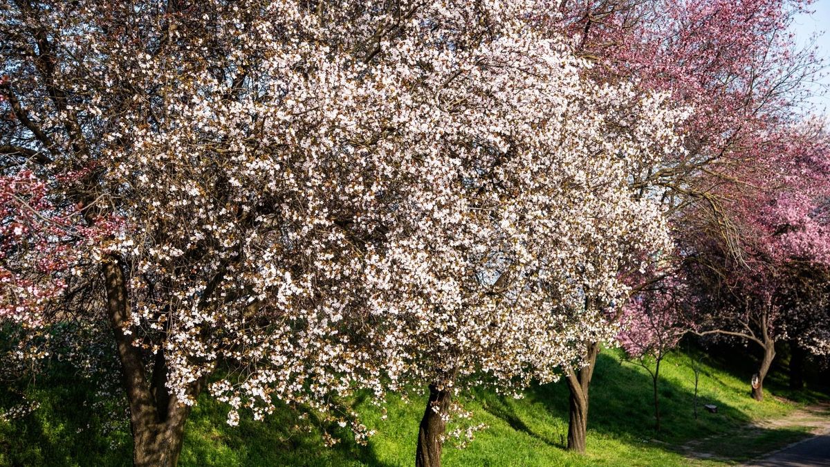 Megússzuk a fagyokat? Fordulatot hoz a mediterrán ciklon Csongrád-Csanádban