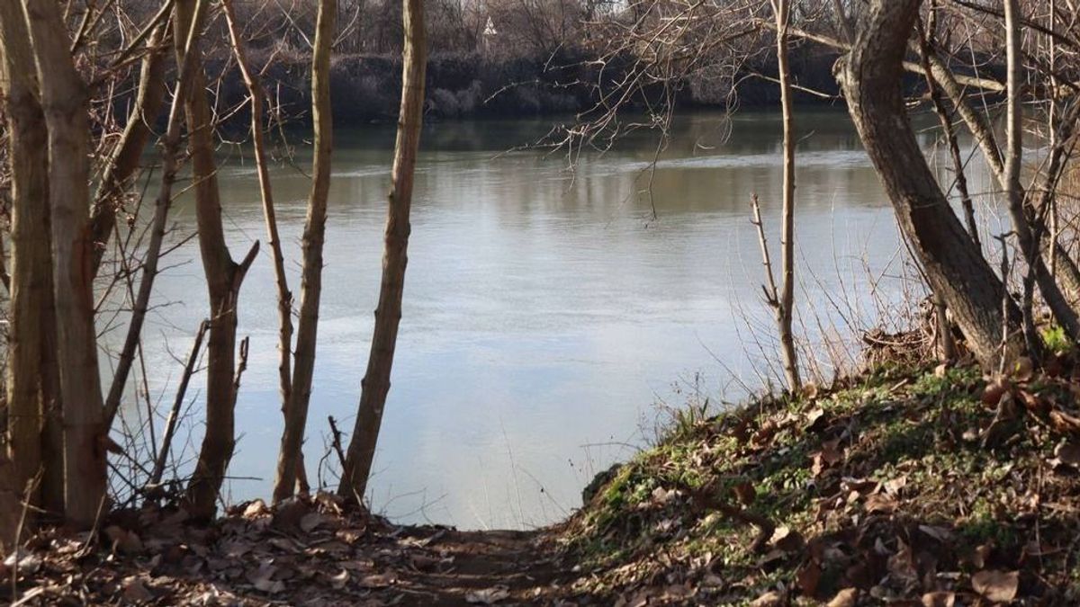 Különleges látvány: kék virágszőnyeg borítja a Maros-partot