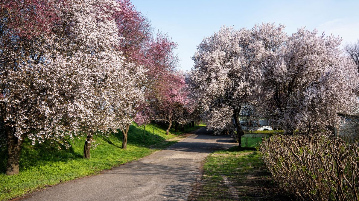 Rózsaszínbe borult minden: most mindenki ezeket a fákat fotózza