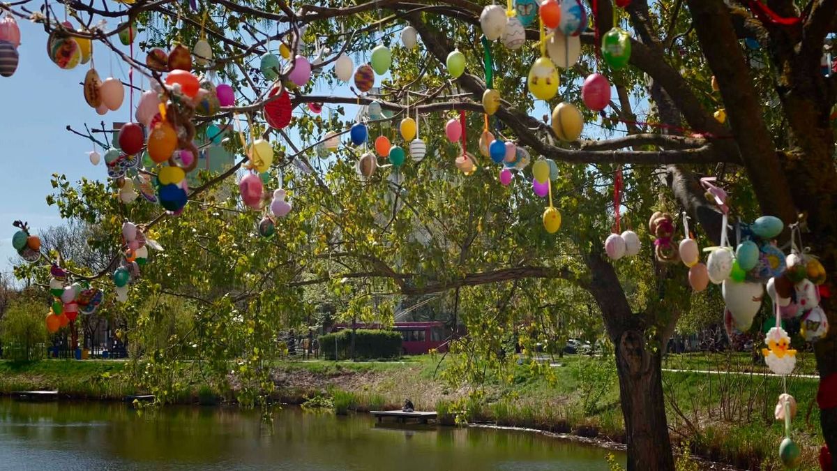Rekordmennyiségű dísz került le a város legismertebb tojásfájáról
