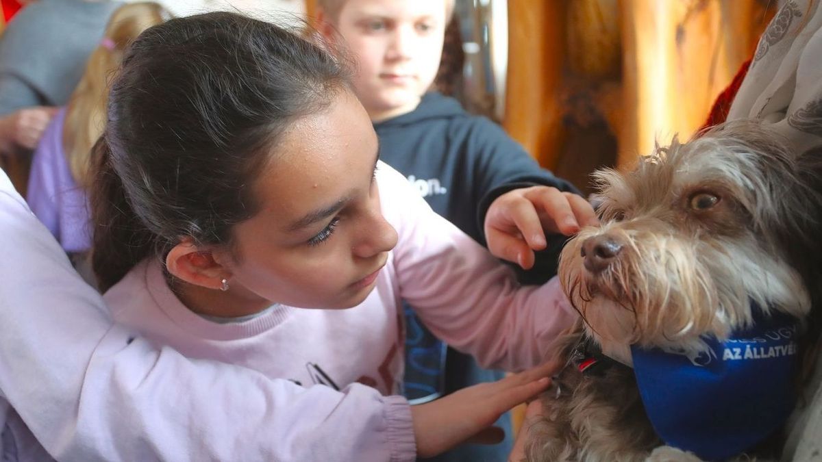 Állatbarát címre pályázhatnak az intézmények, már csak néhány nap maradt