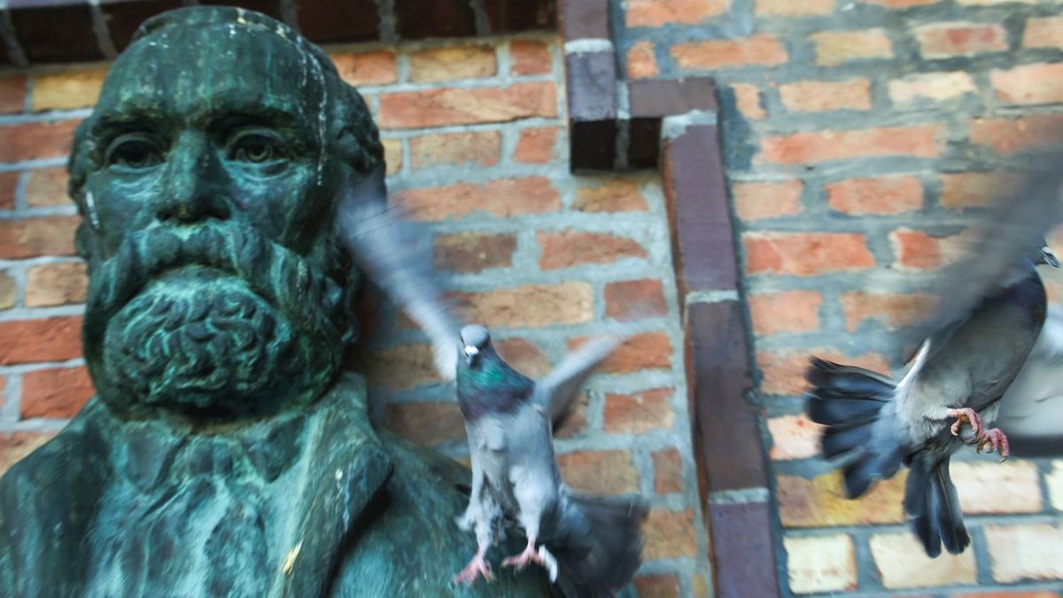 Ellepték a várost a galambok, de van megoldás, ha tényleg tenni akarunk ellenük – szakember válaszol