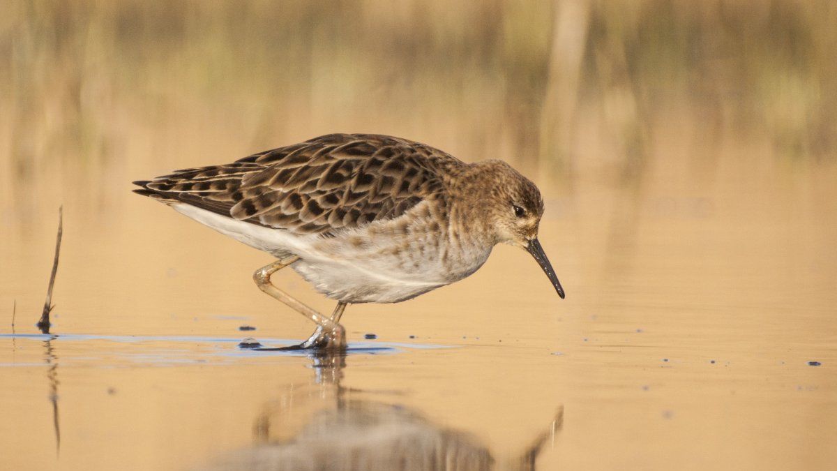Különleges látvány a pusztán: egyetlen tó maradt, oda sereglettek a madarak