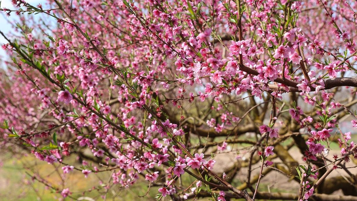 Ma éjjel eldőlhet a termés sorsa a vármegyében, a gazdák mindent bevetnek a fagy ellen