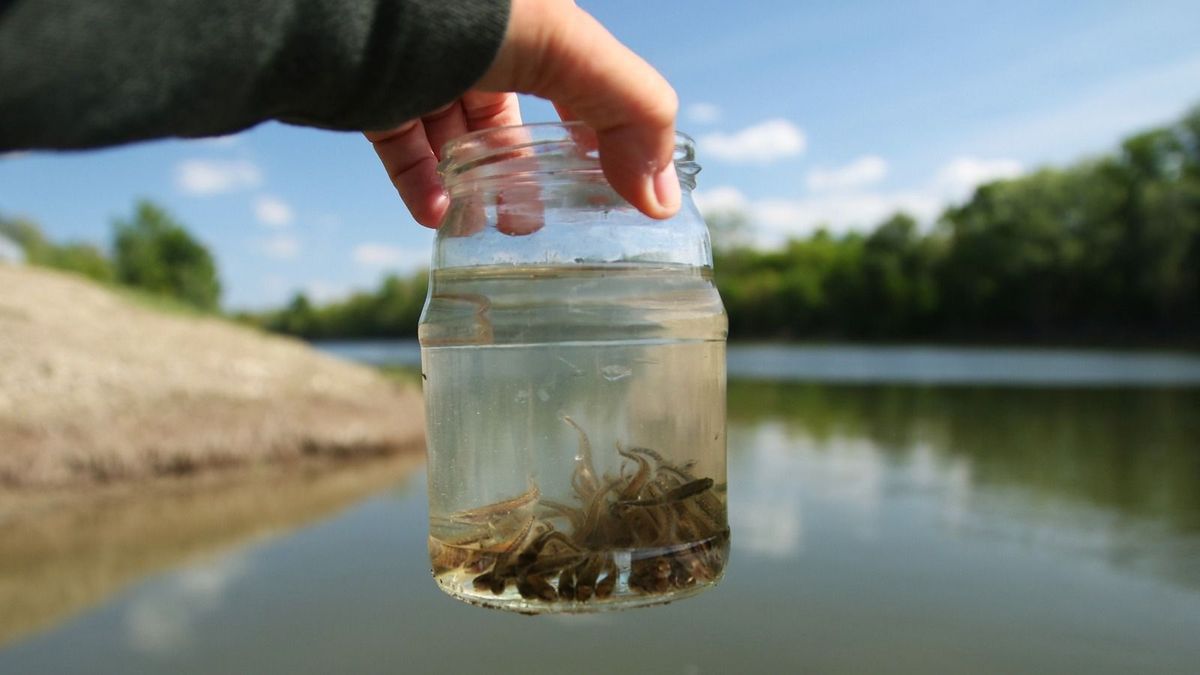 Újra erősítik a Tisza élővilágát: több tízezer hal került a folyóba