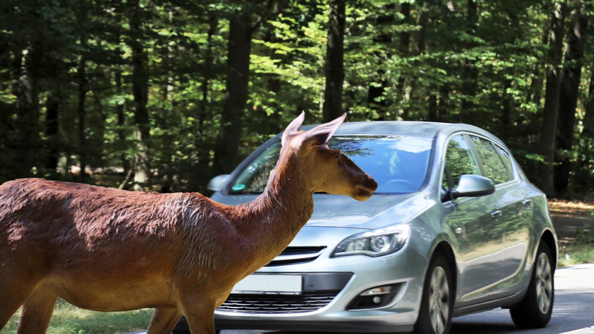 Egyre több a vad az utakon Ásotthalomnál, komoly veszélyre figyelmeztetnek