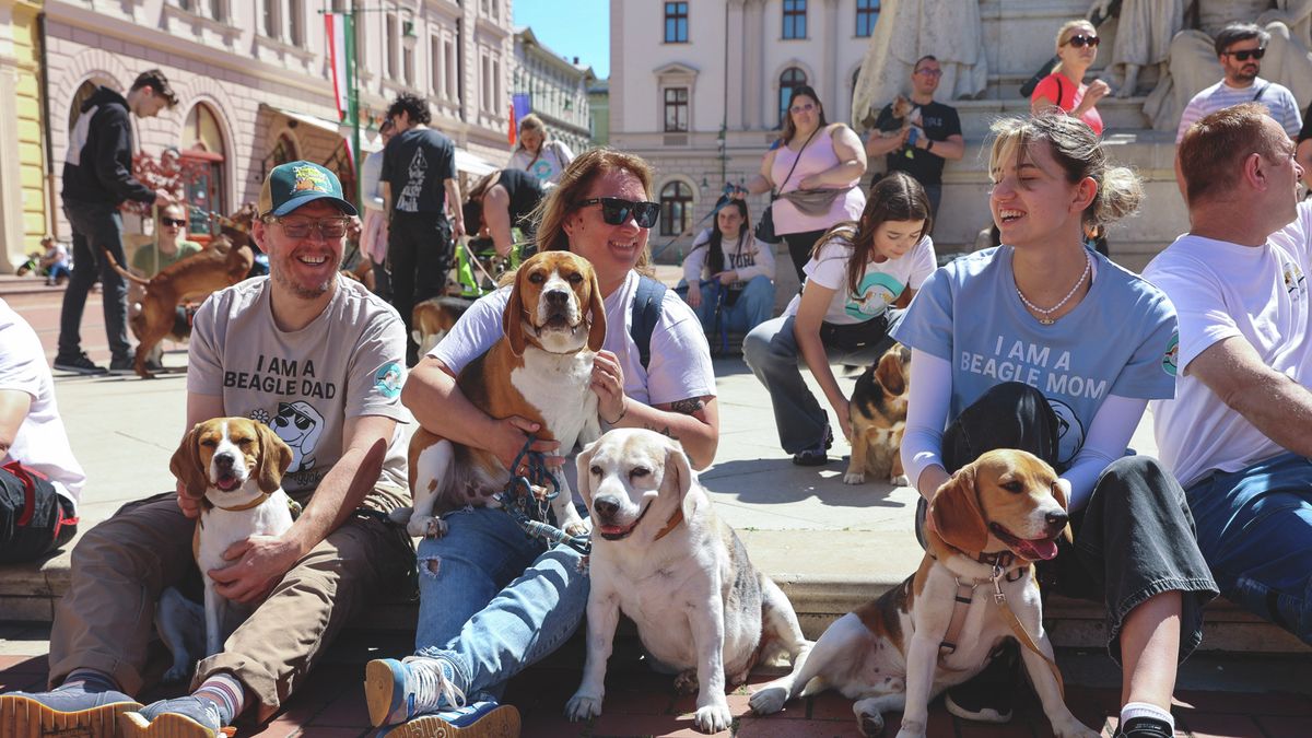 Laborból mentett beagle kutyák sétáltak Szegeden, hogy felhívják a figyelmet a sorsukra