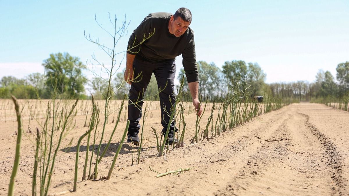 A spárga nem úszta meg, komoly károkat okozott a fagy Öttömösön – galériával