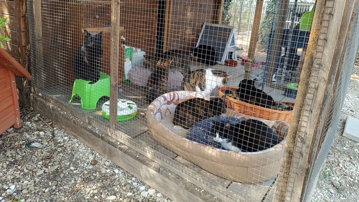 Nagy a baj: elfogyott a száraztáp és az alom!