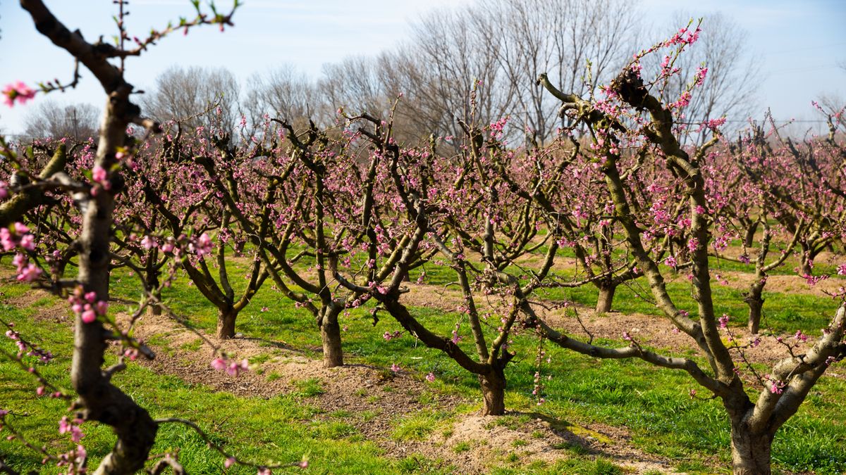 Milyen idő lesz holnap Szegeden? Meglepően nyárias fordulat jön!