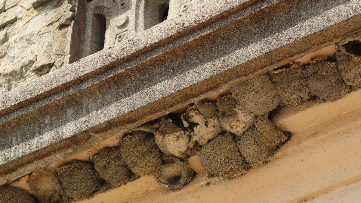 Egykor hétszáz fészek volt: most újra visszatérnek a fecskék a makói Bérpalotához