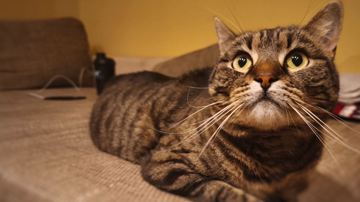 Új szintre lép az állatvédelem: mostantól jogosítvány kell a felelős állattartásért