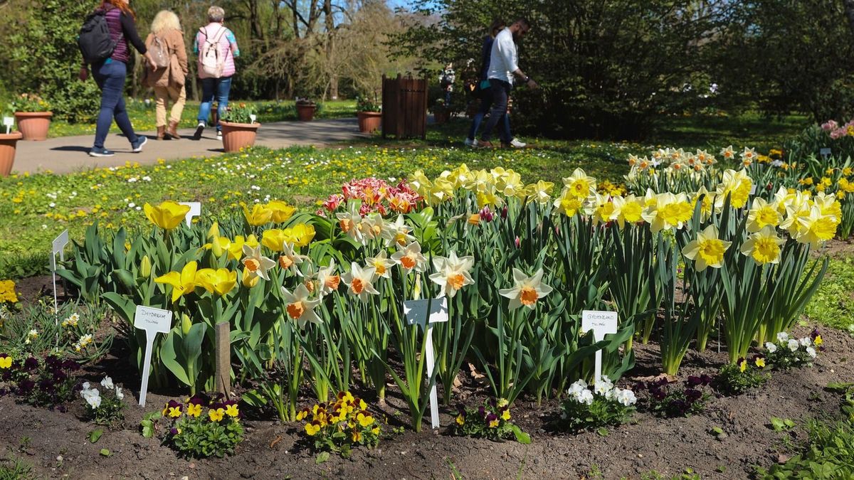 Virágba borult az SZTE Füvészkert – ráadásul szinte minden ösvényen meglepetés várja a látogatókat
