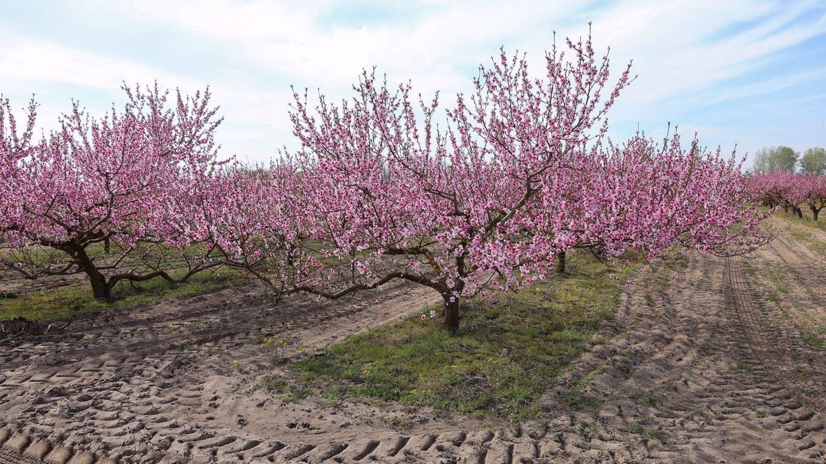 A tavaszi fagykárt egyelőre megúszták a vármegyei barackosok