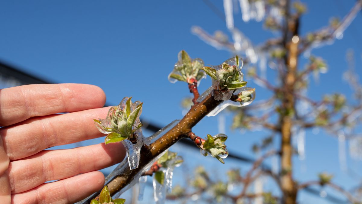 Dermesztő fordulat: alattomos fagy jön hajnalban, majd viharos szél veszi kezdetét