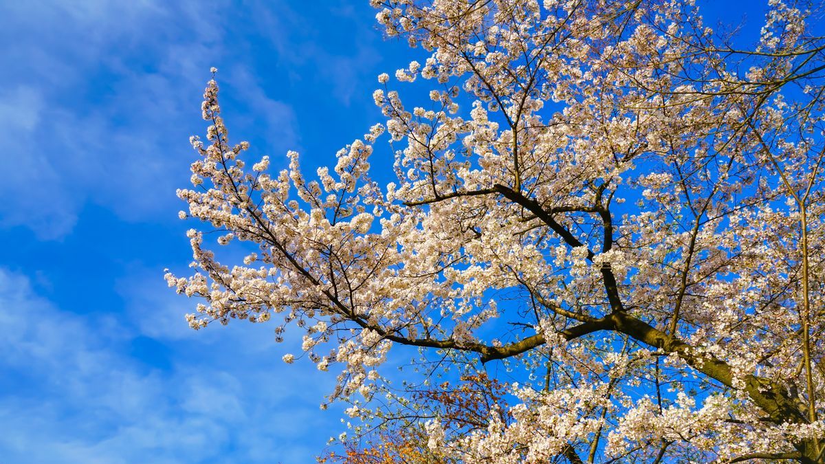 Mire számíthatunk ma? Itt a friss időjárás Csongrád-Csanádból