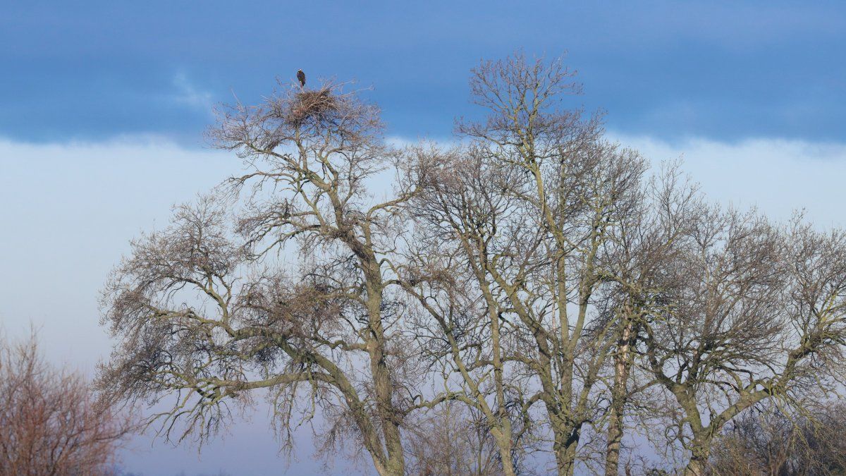 A szakembereket is meglepték a sasok: építés helyett idegen fészket foglaltak el