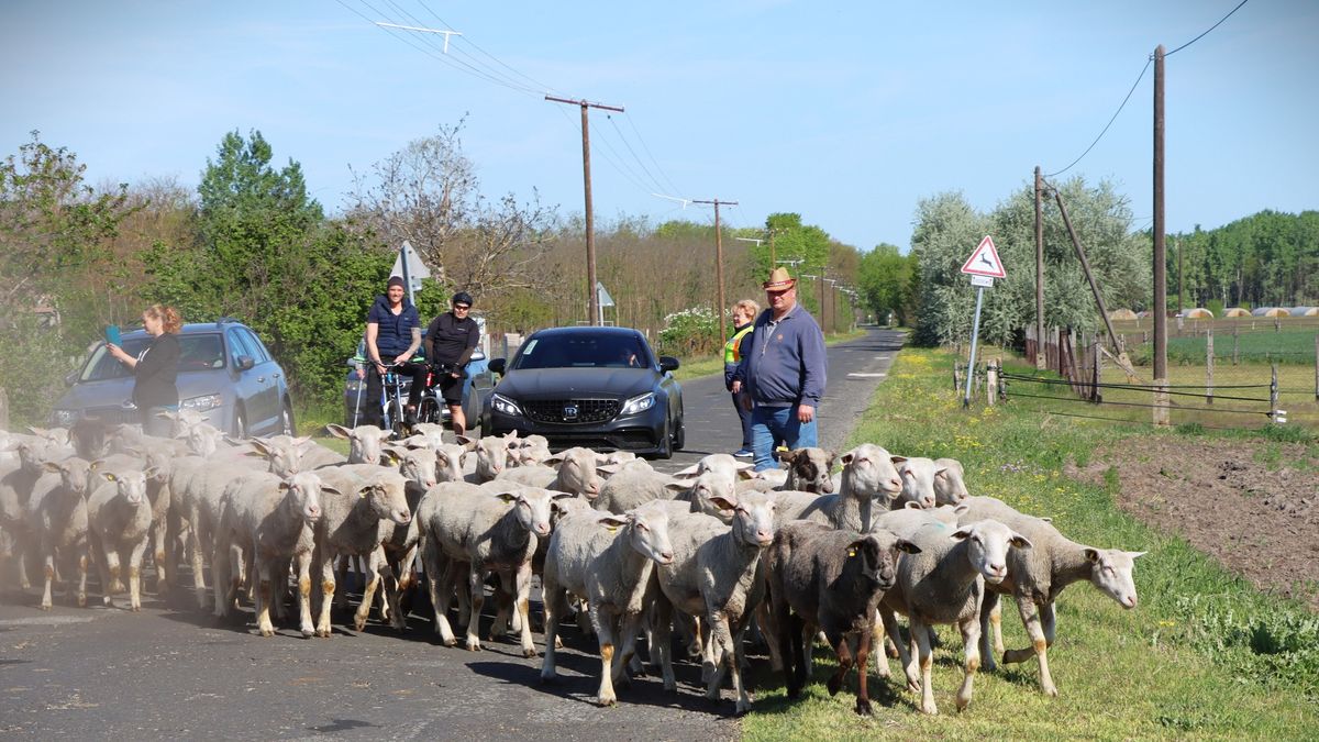 Több százan ünnepelték a Szent György-napi kihajtást Ásotthalmon – képeken a különleges hagyomány