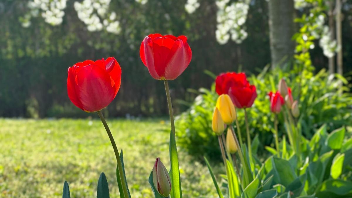 Nem csak szépek: ezek a húsvéti virágok üzenetet is hordoznak