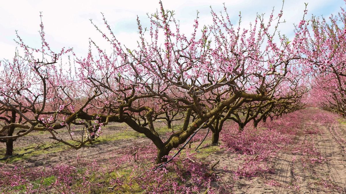 Szépen indul a szezon, de egyetlen fagy még mindent elvihet