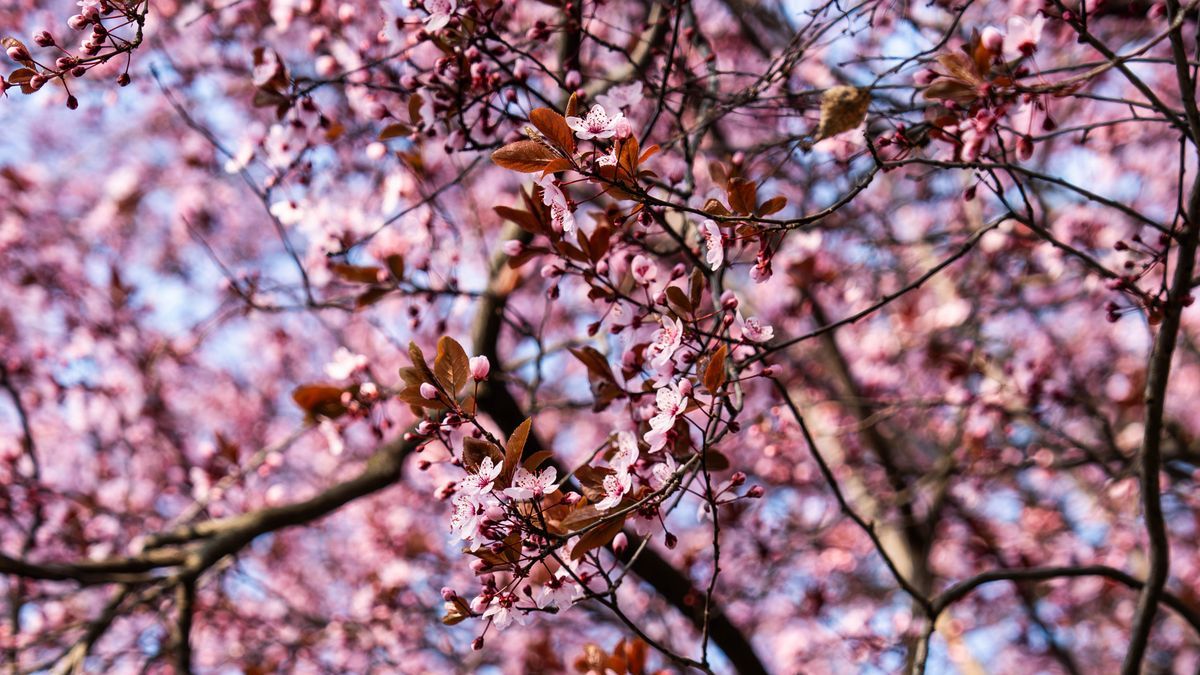 Kellemes meglepetést tartogat az időjárás Szegeden