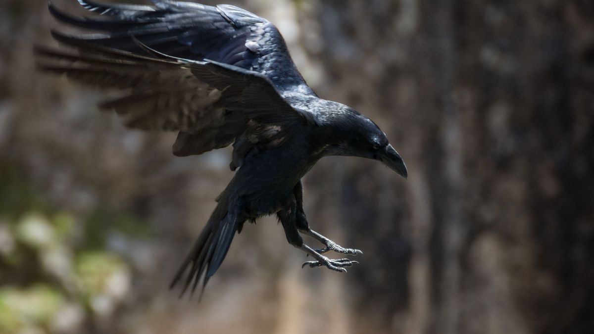 Varjútámadás tavasszal: ezért tűnhetnek agresszívnak a városi madarak