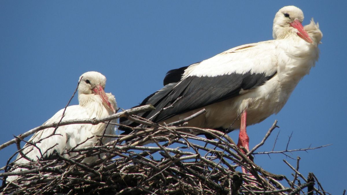 Önkéntesek munkája nyomán újra biztonságban költhetnek a gólyák Csongrádon