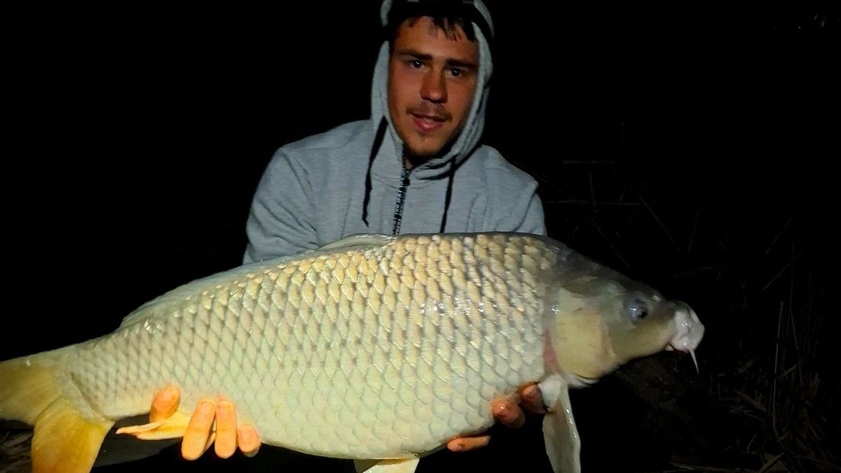 Sorra dőlnek a rekordok, újabb hatalmas rekordpontyok kerültek elő a Holt-Tiszából