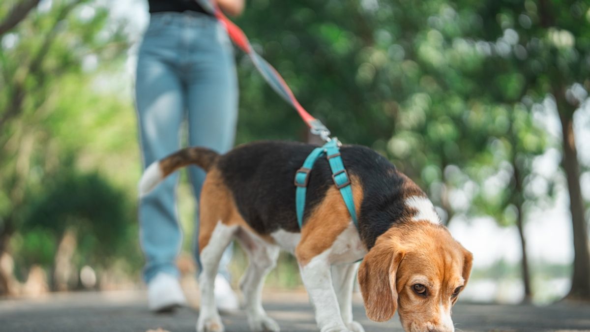 Sok gazdi észre sem veszi, hogy ez a veszélyes parazita már megtámadta a kedvencét