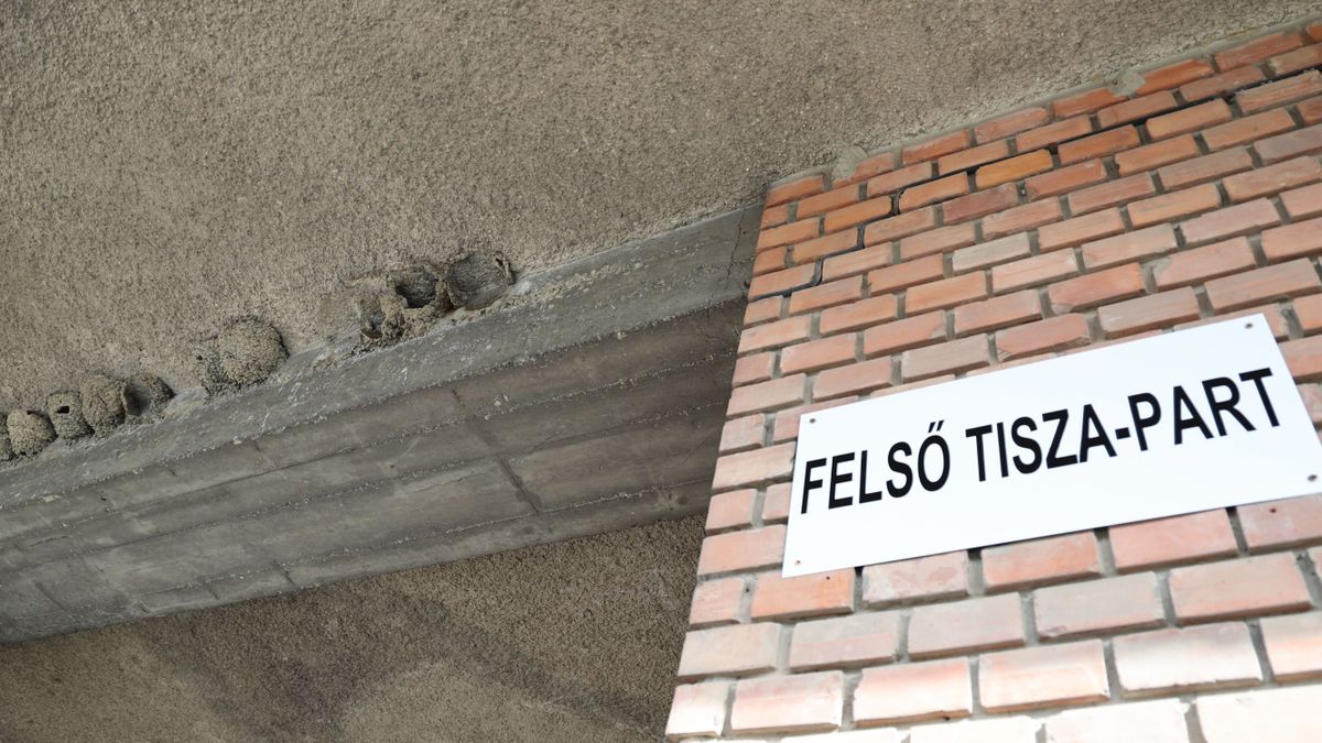 Évek óta leverik a fészkeket Szegeden, pedig súlyos büntetés járhat érte