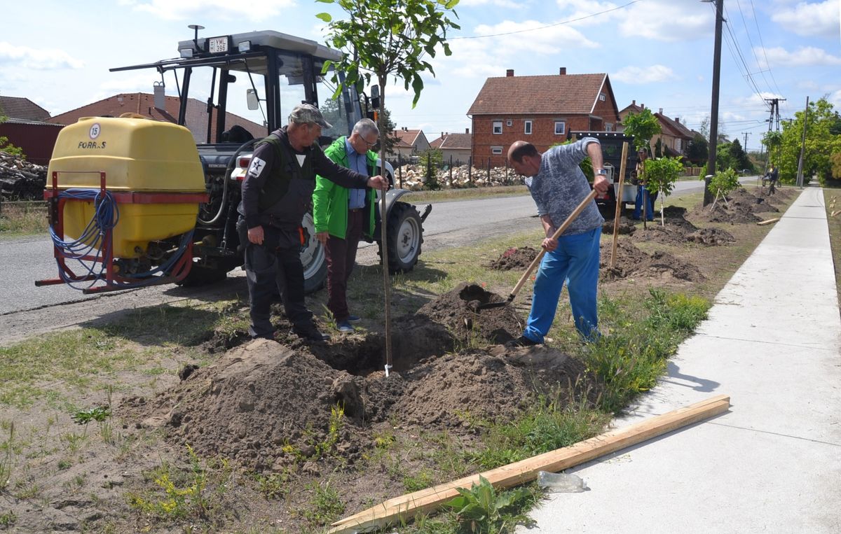 Fiatal gömb szivarfák a sikeres balástyai faültetés után a Civil Ház közelében.